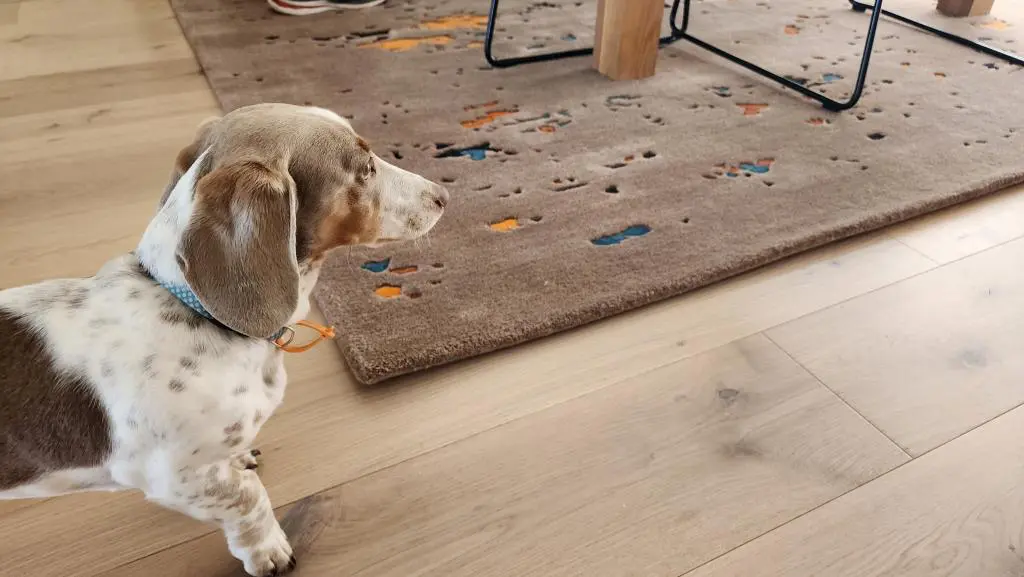 perth floor rugs